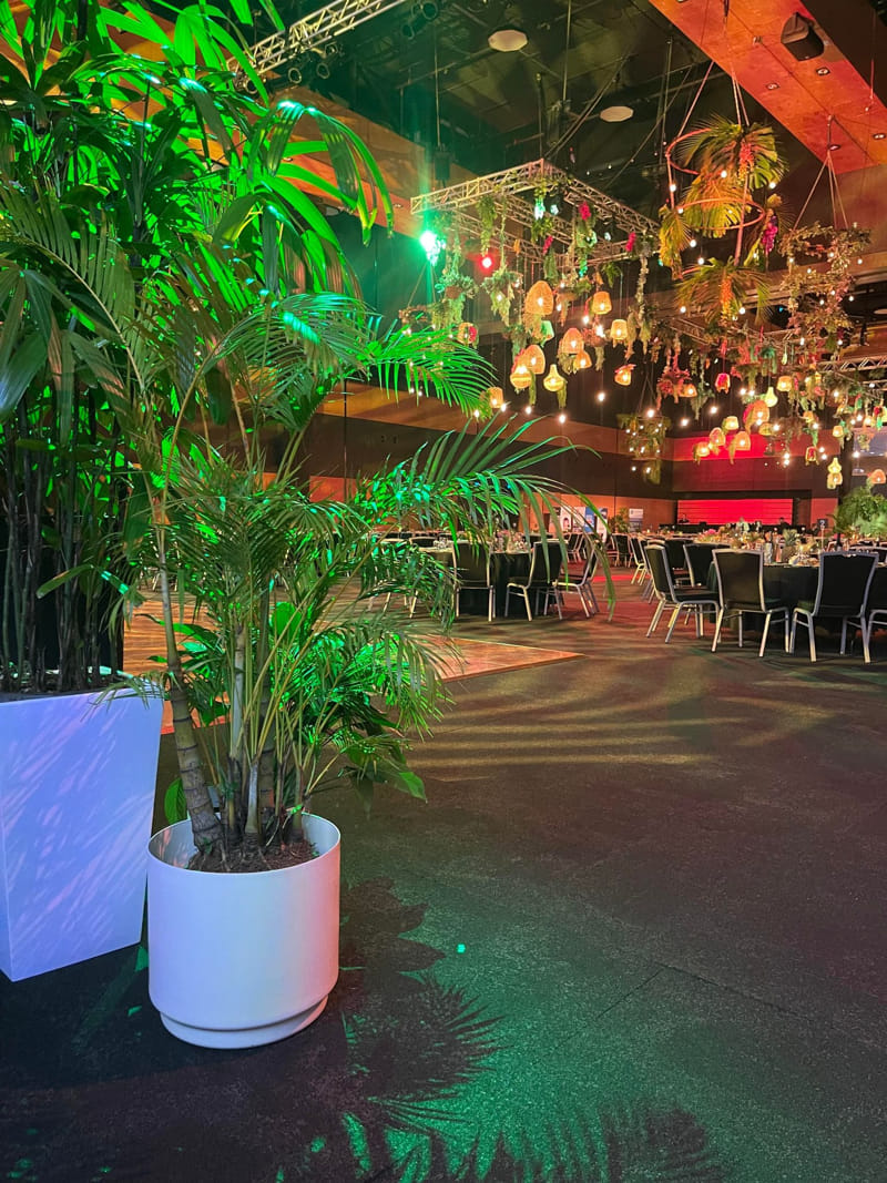 Parlour Palm, Golden Cane & Rhapis Palm (Lady Finger Palm) Plant available for short term hire at Evergreen Interiors