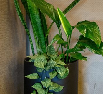 Pothos, Sansevieria & Peace Lily Plant in Wilston Cylinder plant pot at Evergreen Interiors Indoor Plant Hire and Maintenance Pothos, Sansevieria & Peace Lily Plant in Wilston Cylinder plant pot at Evergreen Interiors Indoor Plant Hire and Maintenance