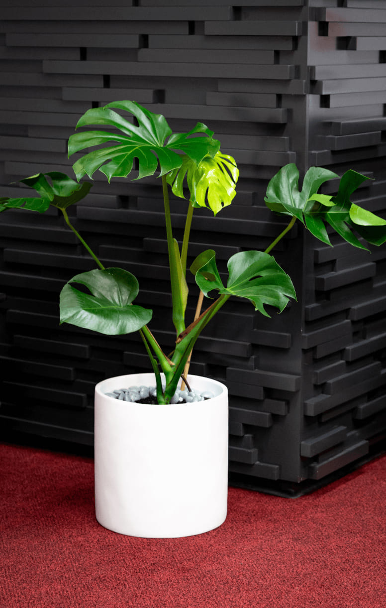 Monstera Deliciosa Plant in Traditional Trough available for long term hire at Evergreen Interiors Indoor Plant Hire and Maintenance
