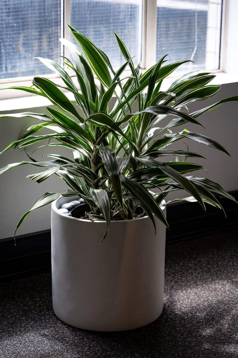 Striped Dracaena Plant available for long term hire at Evergreen Interiors Indoor Plant Hire and Maintenance