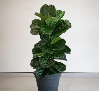Fiddle Leaf Fig Plant in Alderley Vase available for long term hire at Evergreen Interiors Indoor Plant Hire and Maintenance Fiddle Leaf Fig Plant in Alderley Vase available for long term hire at Evergreen Interiors Indoor Plant Hire and Maintenance