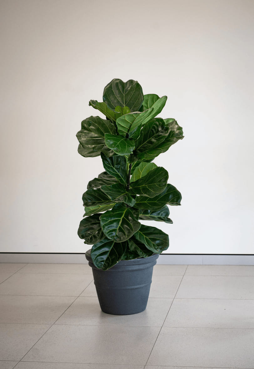 Fiddle Leaf Fig Plant in Alderley Vase available for long term hire at Evergreen Interiors Indoor Plant Hire and Maintenance