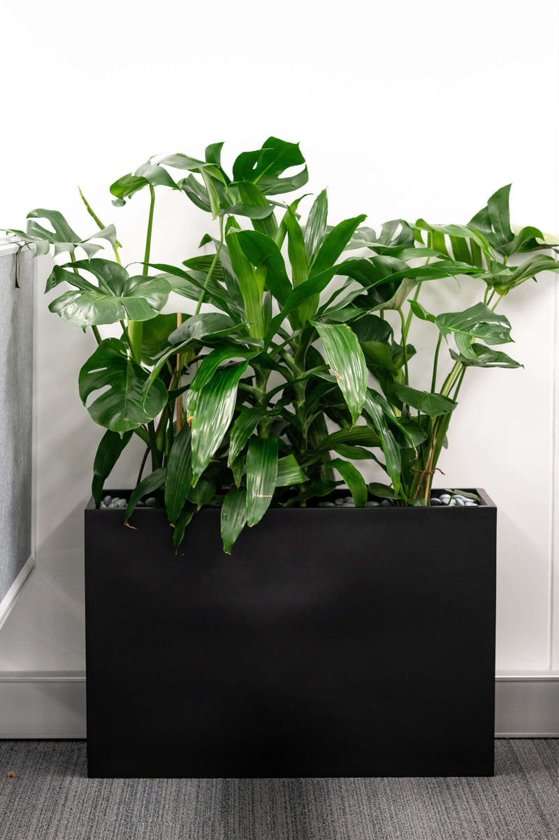 Happy Plant & Monstera Deliciosa Plant available for long term hire at Evergreen Interiors Indoor Plant Hire and Maintenance