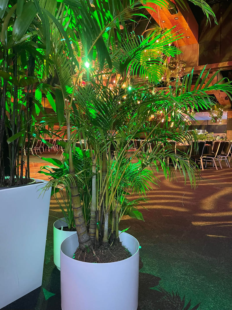 Parlour Palm, Golden Cane & Rhapis Palm (Lady Finger Palm) Plant available for short term hire at Evergreen Interiors
