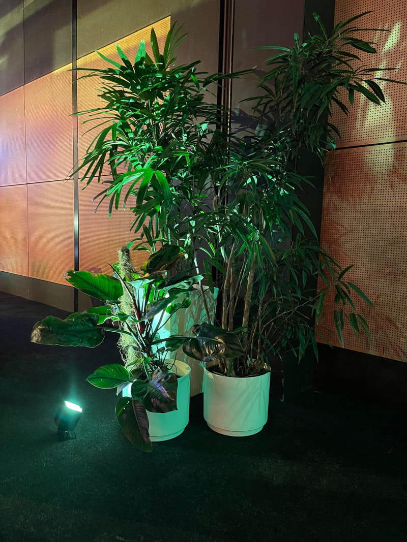 Homalomena & Rhapis Palm (Lady Finger Palm) Plant available for short term hire at Evergreen Interiors
