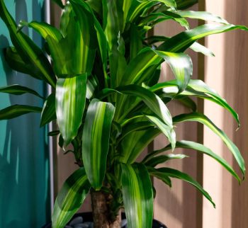 Happy Plant available for long term hire at Evergreen Interiors Indoor Plant Hire and Maintenance Happy Plant available for long term hire at Evergreen Interiors Indoor Plant Hire and Maintenance