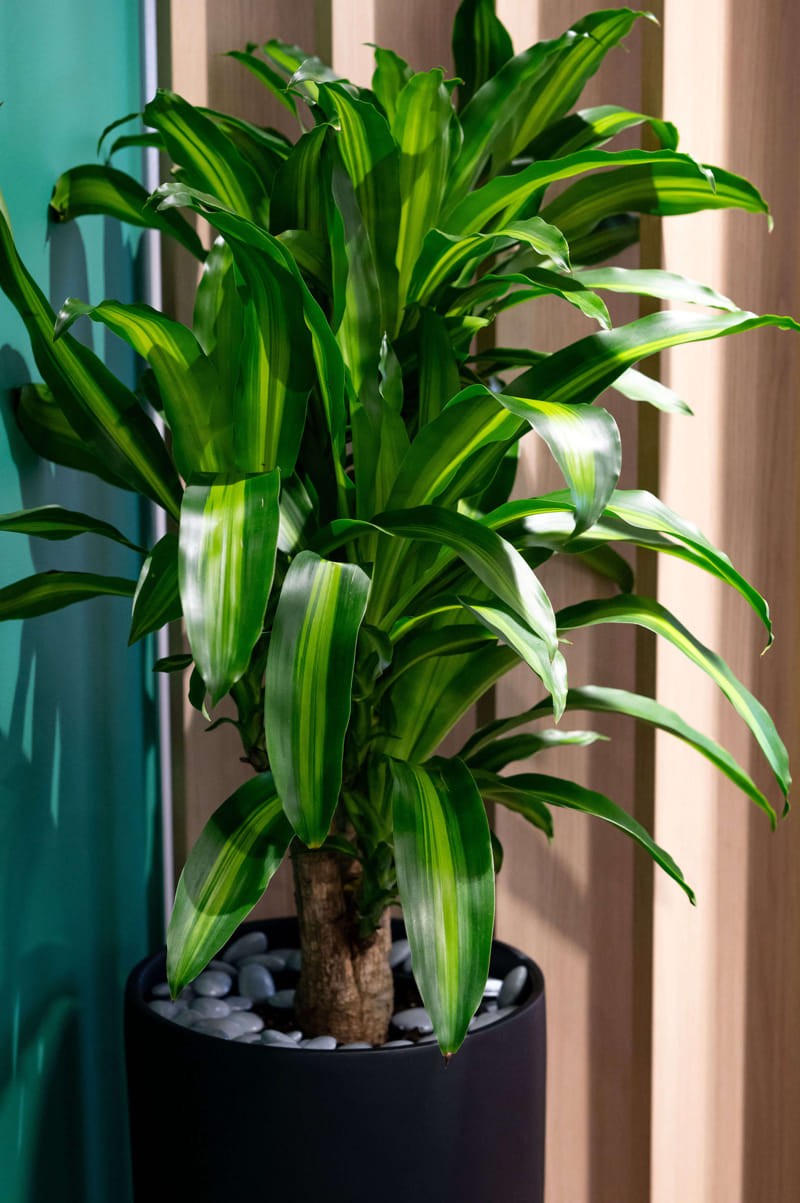 Happy Plant available for long term hire at Evergreen Interiors Indoor Plant Hire and Maintenance