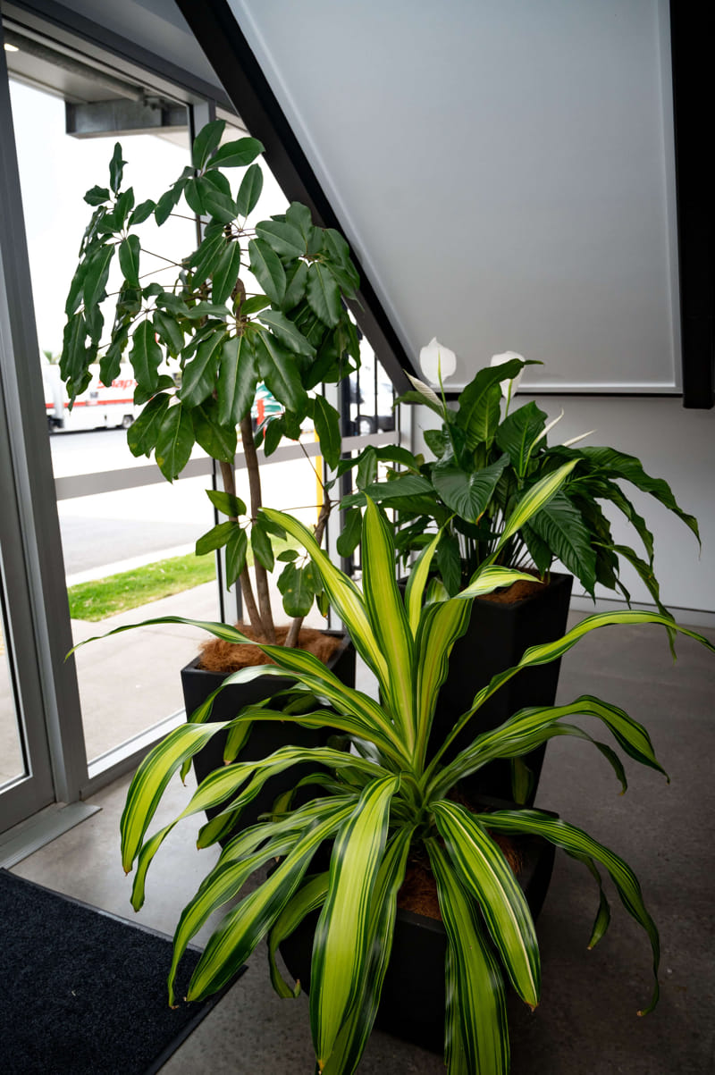 Happy Plant & Peace Lily available for long term hire at Evergreen Interiors Indoor Plant Hire and Maintenance