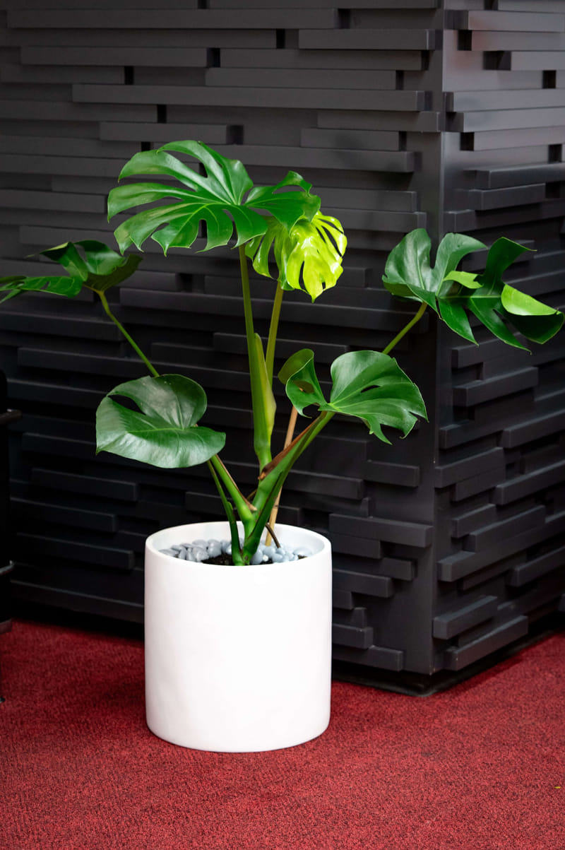 Monstera Deliciosa Plant available for long term hire at Evergreen Interiors Indoor Plant Hire and Maintenance