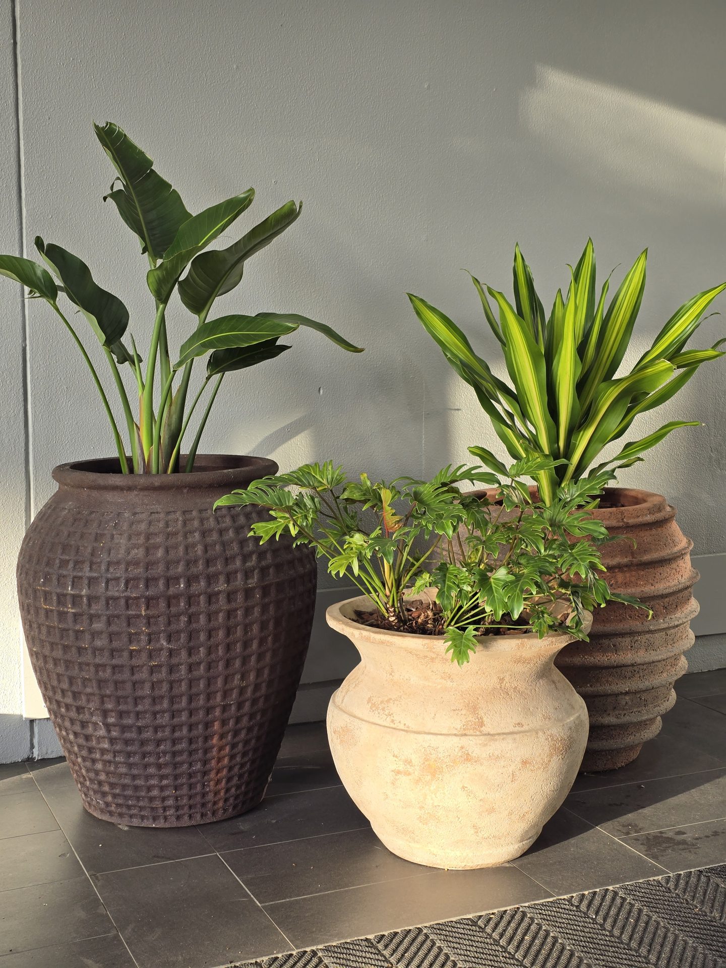 Ancient style planters available for hire from Evergreen Interiors Indoor Plant Hire and Maintenance in Mackay Ancient style planters available for hire from Evergreen Interiors Indoor Plant Hire and Maintenance in Mackay