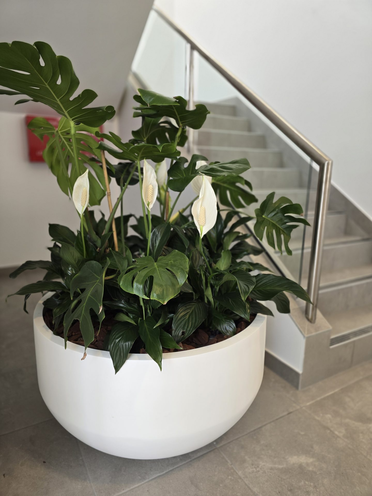 This multi planter bowl is a statement piece available for hire from Evergreen Interiors Indoor Plant Hire and Maintenance This multi planter bowl is a statement piece available for hire from Evergreen Interiors Indoor Plant Hire and Maintenance