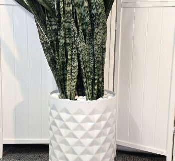 20250226_180742 20250226_180742